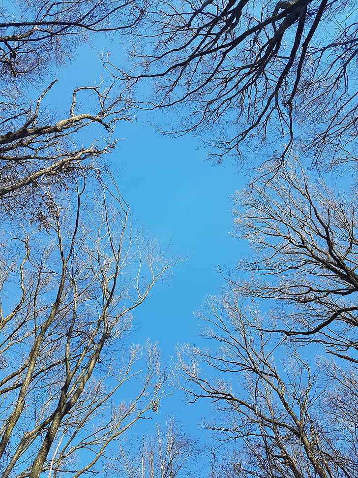 sky, blue, clear, forest in the city, tree, nature, branch