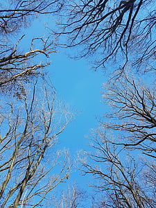 cel, blau, clar, bosc a la ciutat, arbre, natura, branca