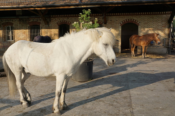 cavall, blanc, motlle, cavall blanc, natura, cap cavall, animal