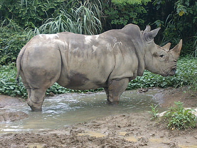 rinoceronte, animale, Africa, Corno, enorme, mammifero, fauna selvatica
