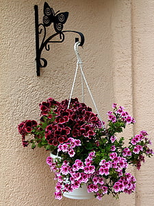 daba, augu, Violeta, rozā ziedu, angļu ģerāniju, dārza, fons