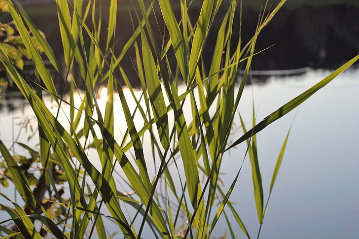 lake, water, cane, sun reflection, evening, peaceful, tranquil