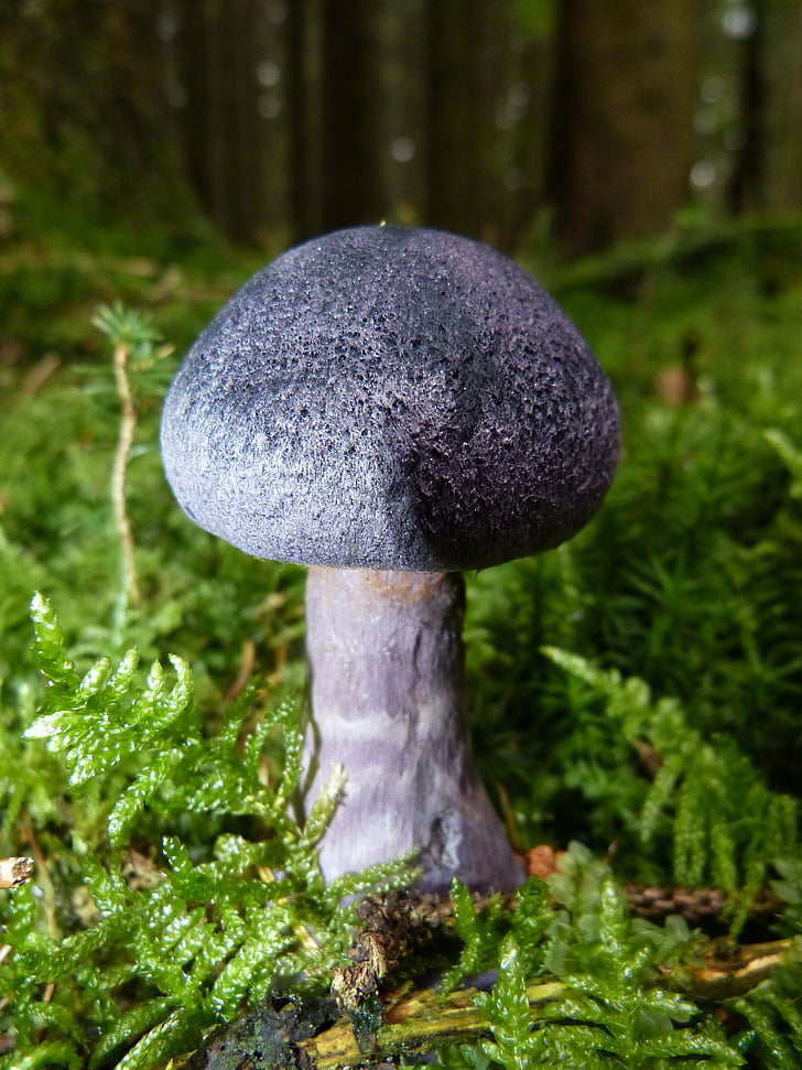 fungo, autunno, viola, blu, pavimento della foresta, muschio, dunkelvioletter schleierling