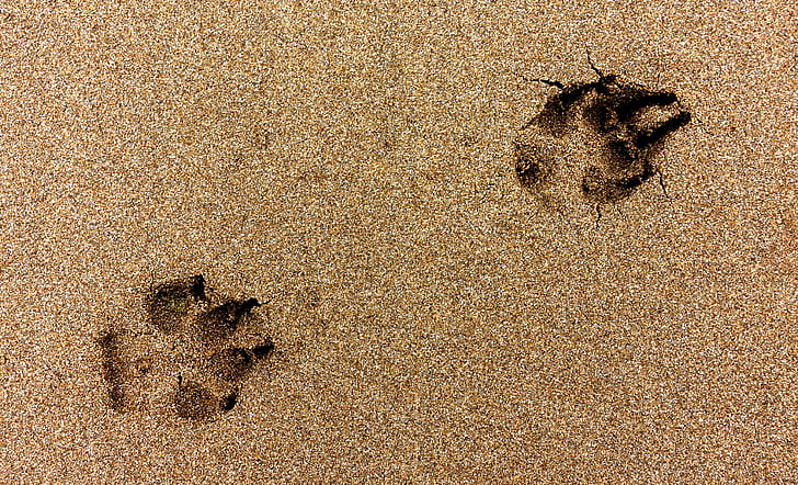 paw, afdrukken, hond, strand, zand, indruk, bijhouden