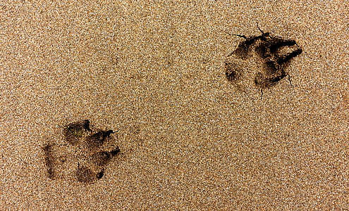 laba, imprimare, câine, plajă, nisip, impresie, piesa