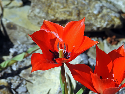 Tulip, flor, floración, primavera, rojo, flores de primavera, flor