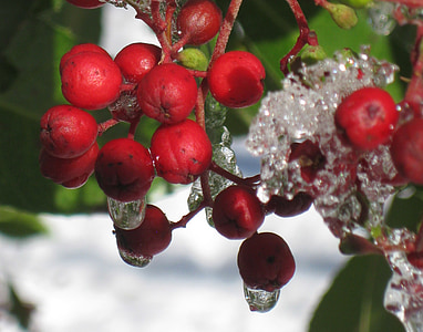 Vinter, Frost, bær, frosset, natur