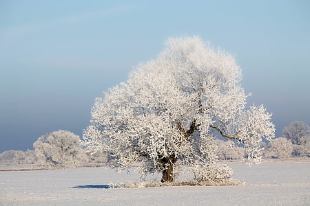 drzewo, zimowe impresje, chłodny, śnieg, zimno, zimowe, uroki zimy