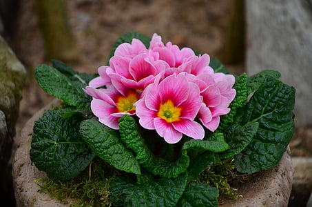 Primrose, merah muda, musim semi, bunga mawar, hal, Keluarga primulaceae, Taman, tanaman