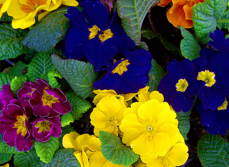 farebné prvosienky, kvetinová záhrada, jar, žltá, modrá, fialová