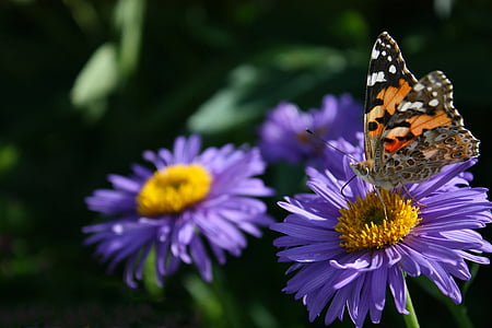 бабочка, цветок, Природа, насекомое, Лето, Красота в природе, Бабочка - насекомых