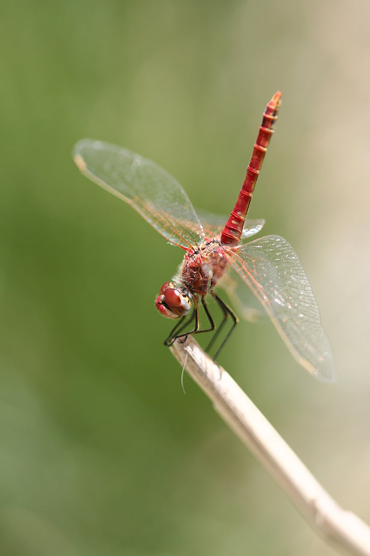 Dragonfly, červená, hmyz, křídlo, Fly, makro, zvíře