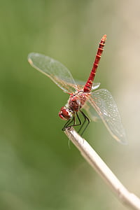 dragonfly, red, insect, wing, fly, macro, animal