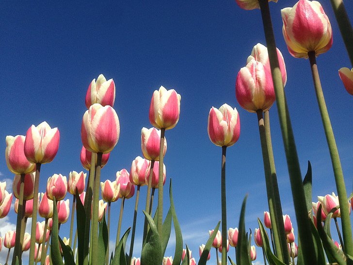 tulipano, rosa, piantagione
