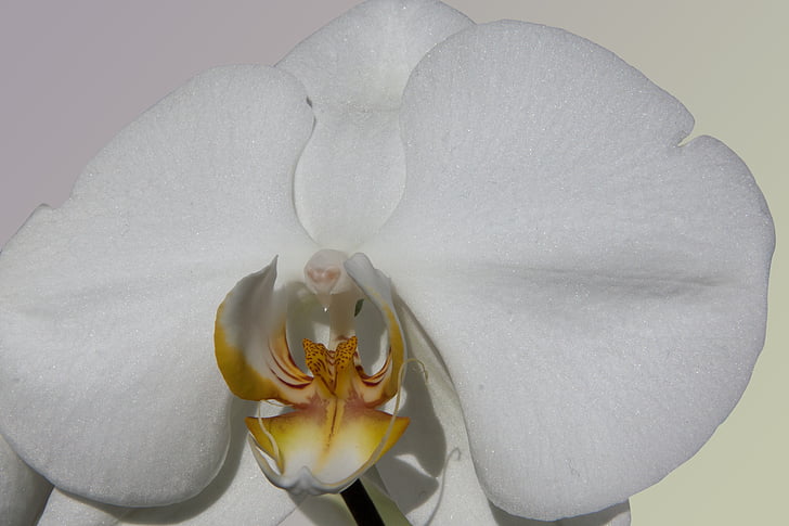 orchid, white, flower, blossom, bloom, flora, nature