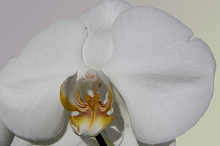 orhideja, bijeli, cvijet, cvijet, cvatu, flore, priroda