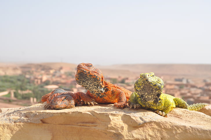 desert, sahara, morocco, dunes, animal wildlife, animals in the wild, reptile