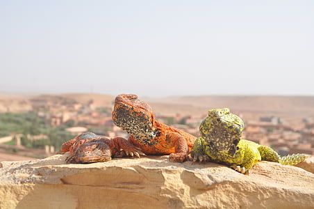 砂漠, サハラ, モロッコ, 砂丘, 野生動物, 野生の動物, 爬虫類