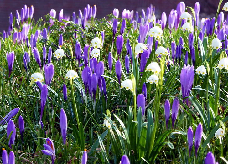 Husum, kevään kukat, Crocus, alussa munaus, Kevät meadow, violetti, valkoinen