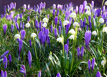 husum, spring flowers, crocus, early bloomer, spring meadow, purple, white