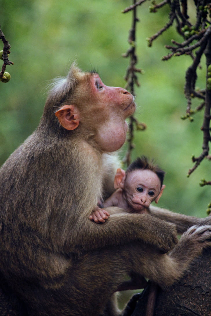 mono, madre, niño, animal, naturaleza, flora y fauna, bebé
