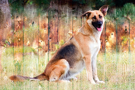 dog, german shepherd, animal, view, tongue, animal portrait, pet