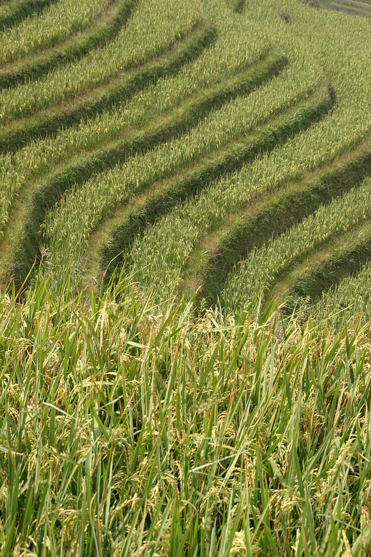 ρύζι, φυτεία, φυτείες ρυζιού, ρύζι πεδία, Ασία, τοπίο, το πεδίο