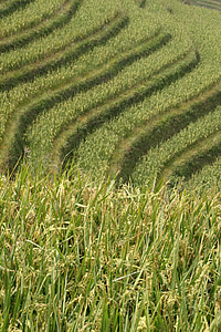 riso, piantagione, piantagioni di riso, campi di riso, Asia, paesaggio, campo