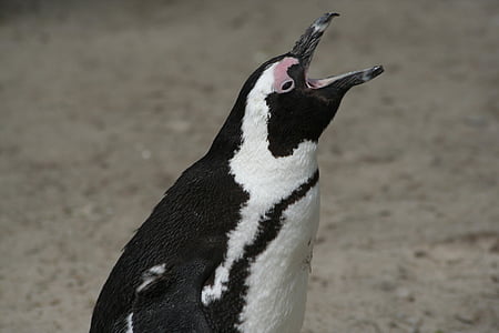 Pinguin, schlechte, Pelz, Tier, weiß, Zoo, Schwarz