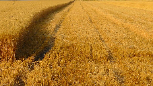 grain harvest, cornfield, grain field, harvest, field, ripe, harvesting