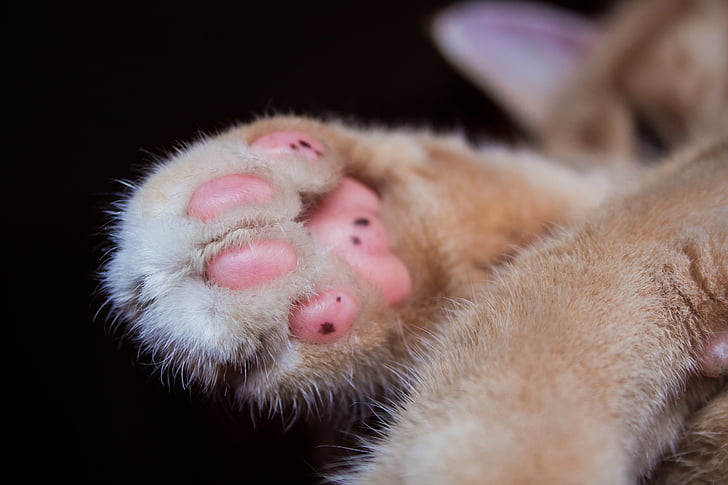 cat, paw, pet, mieze, paw print, cute, animal
