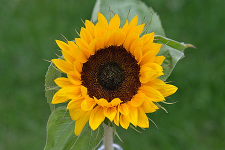 bunga matahari, bunga, alam