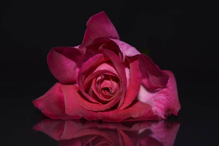 stieg, Rosa, rosa rose, Rosenblüte, Blumen, Blüte, Bloom