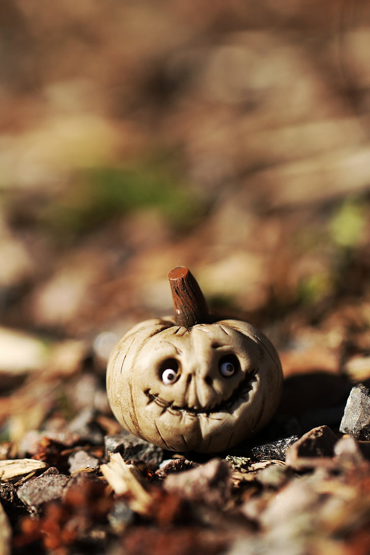 pumpkin, miniature, macro, season, tiny, small
