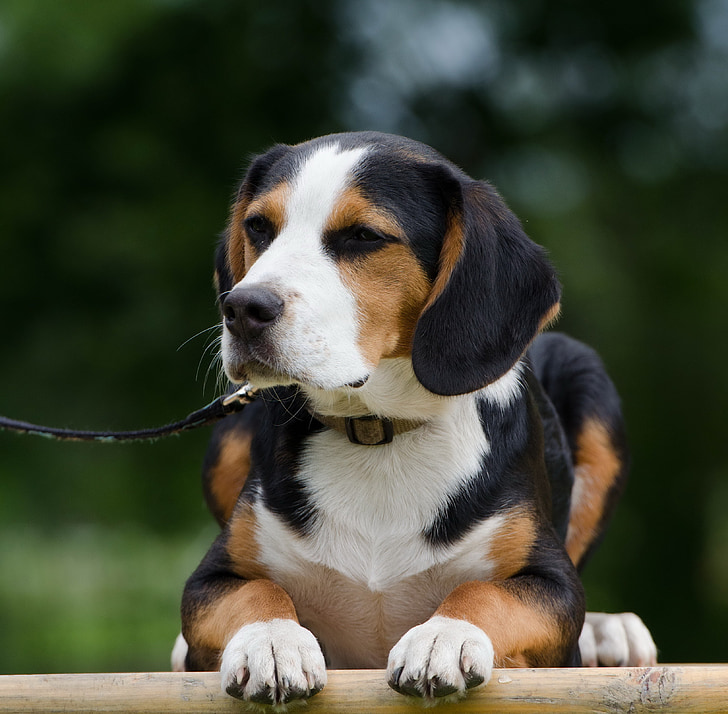 híbrid, valent, raça mixta Beagle, divertit, pelatge, atenció, knuffig