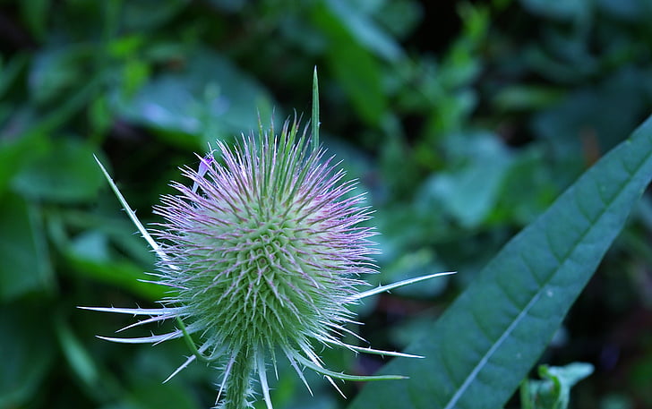 card, medicinal plant, diestel, nature, meadow, close, thistle bud