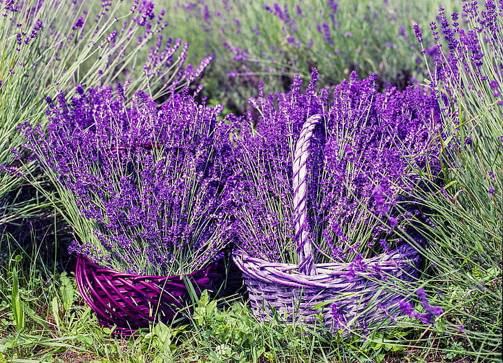 lavender, basket, nature, summer, flower, natural, fragrance