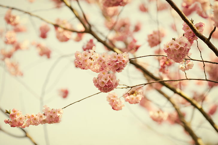 Blossom, mekar, Bush, merah muda, bunga, musim semi, alam