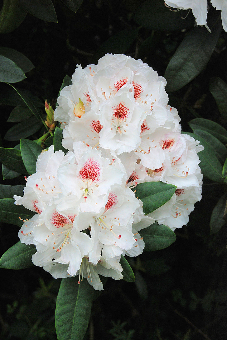 rhododendron, shrub, evergreen, bush, white, flower