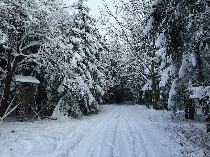 Zimná cesta, Forest, lovec bol, lesná cesta, mrazivé, stromy, chôdze