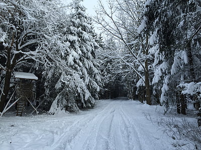 hiver moyen, Forest, Hunter a été, chemin forestier, hivernal, arbres, à pied