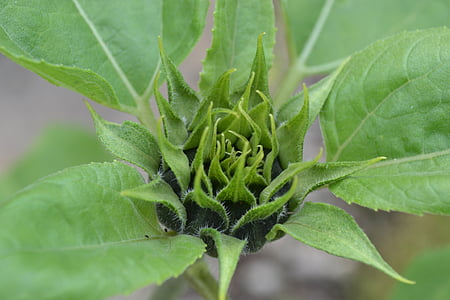 bourgeon de tournesol, serré, Helianthus annuus, vert, haut de la fleur, Nouveau, feuilles