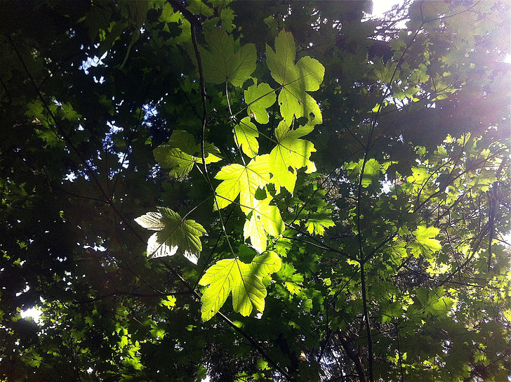 hojas, verde, planta, luz, naturaleza