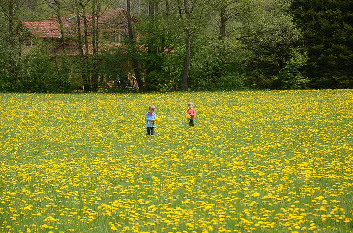 enfants, Meadow, pissenlit, fleur, fleurs, plante, nature