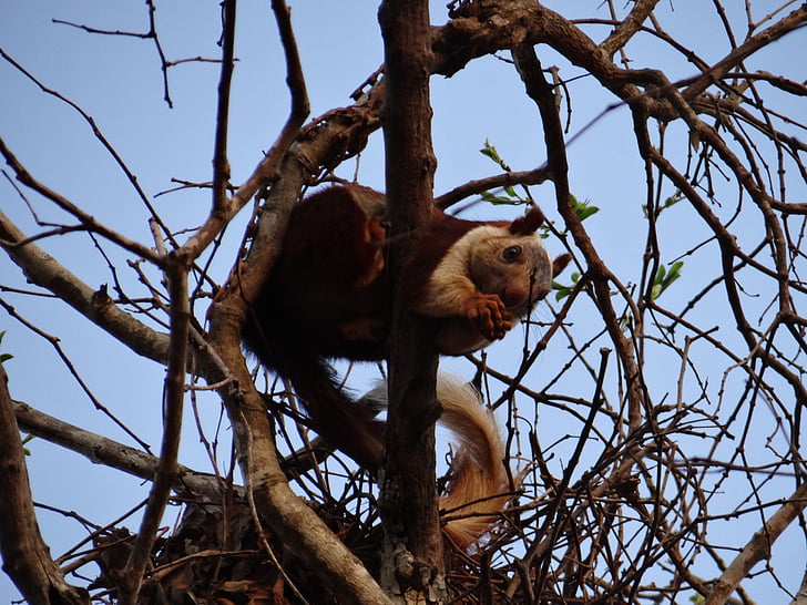 Malabar giant squirrel, dandeli, Wildlife, Karnataka, Indien, rejse, ferie