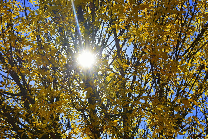 hösten, gul, solen, träd, lämnar, säsong, naturen