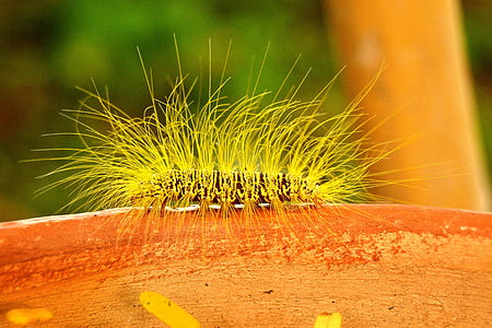 Caterpillar, hyönteinen, karvainen, fluffy, keltainen, vihreä, harvinainen