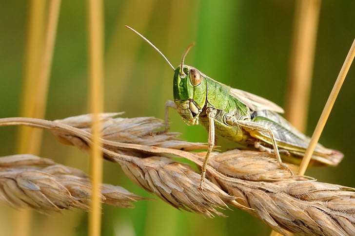 sa mạc locust, côn trùng, vĩ mô, Thiên nhiên, một trong những động vật, động vật hoang dã, chủ đề động vật
