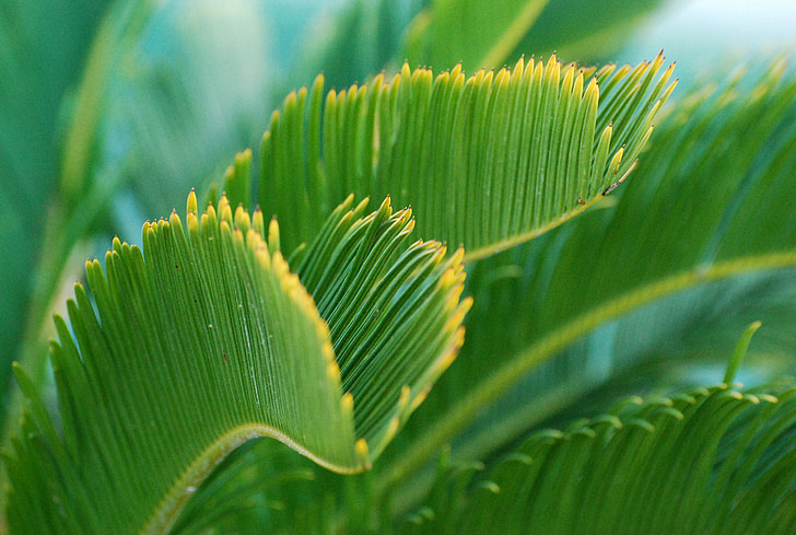 Grün, Anlage, Palme, Türkis, Karibik, Natur, Hintergrund