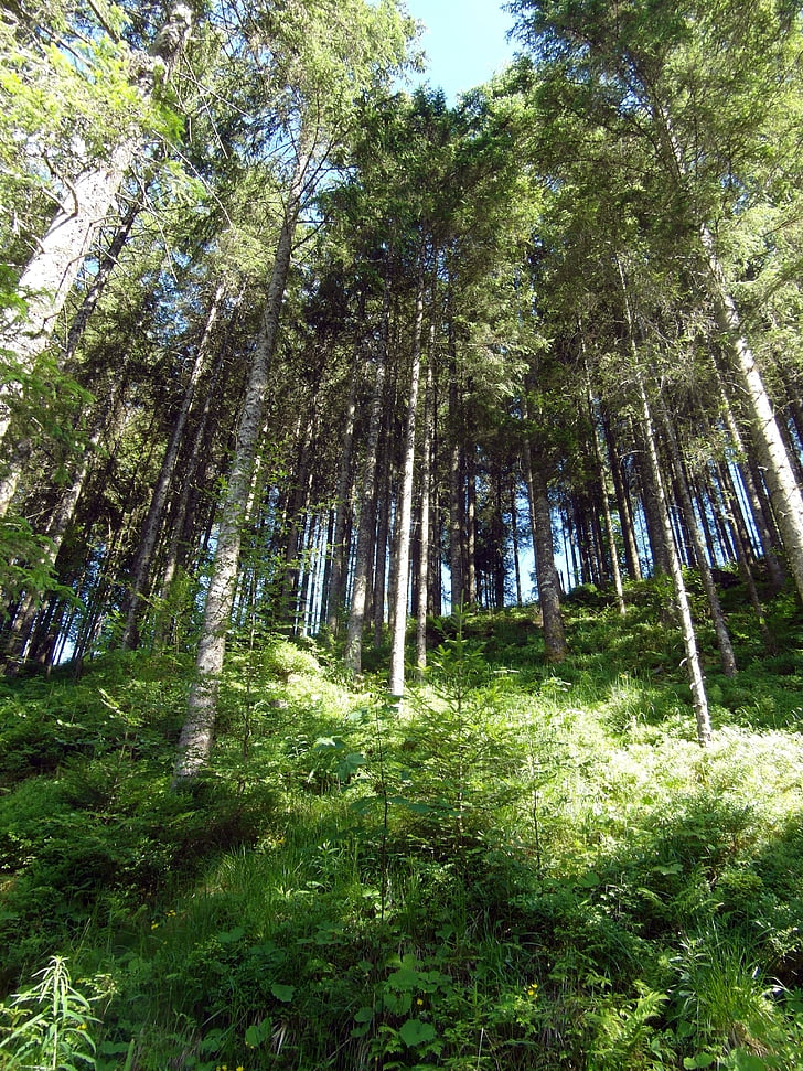 black forest, slope, forest, hiking